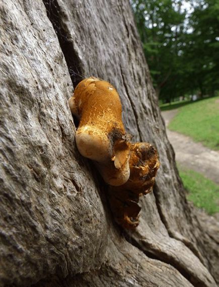 An anamorphic fruit body on dead oak in Richmond Park, UK.